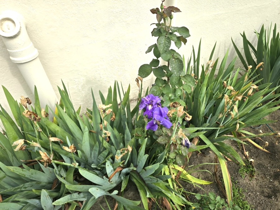 To Let 2 Bedroom Property for Rent in Paarl North Western Cape